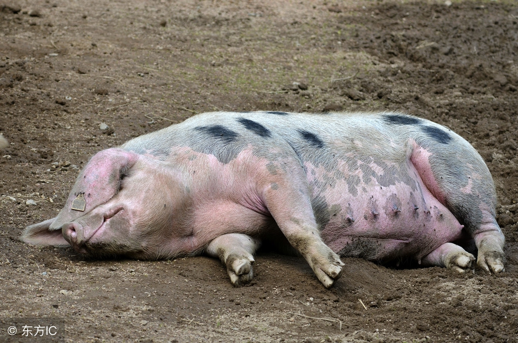 怎样治疗生猪口蹄疫,猪场口蹄疫的正确治疗方法