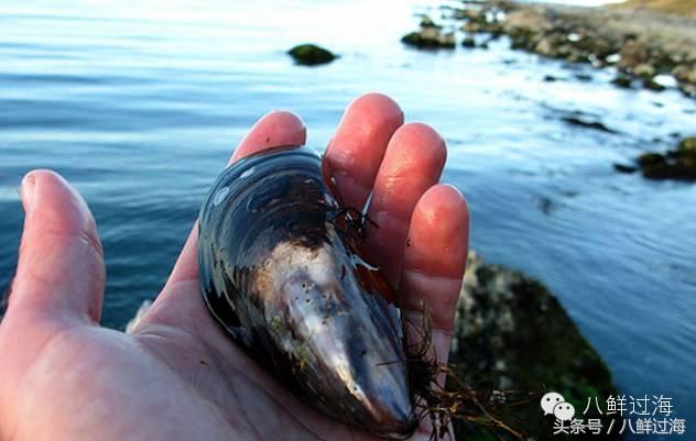 新西兰海边青口贝,新西兰赶海吃青口贝