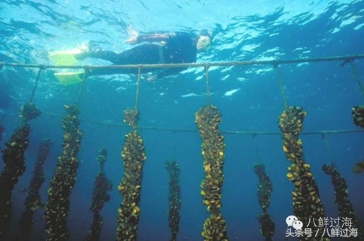 新西兰海边青口贝,新西兰赶海吃青口贝