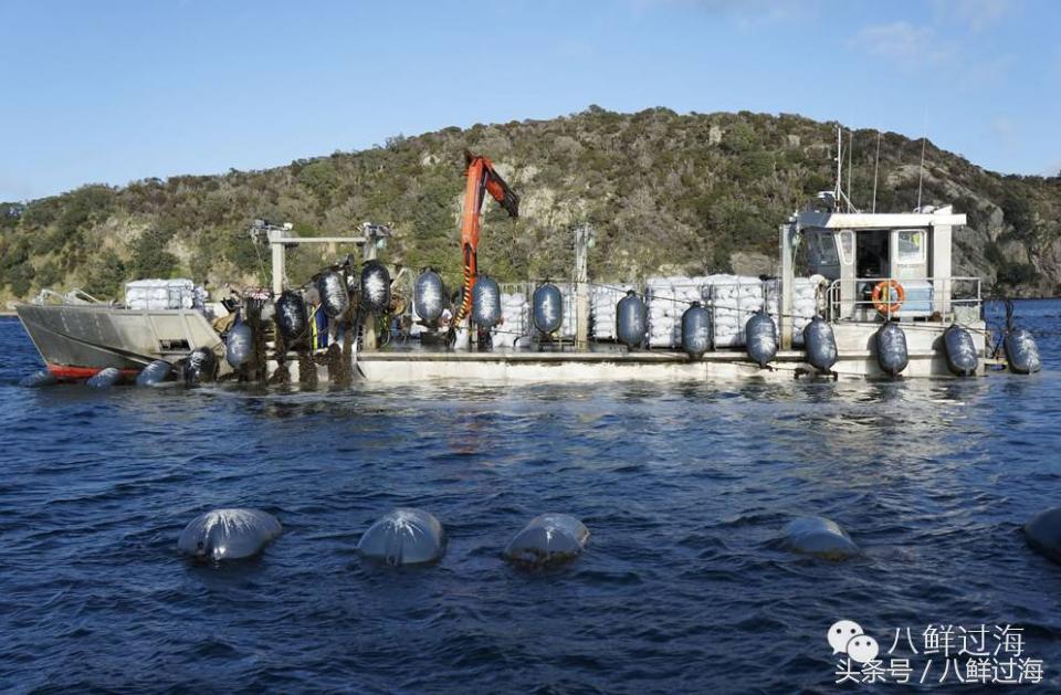 新西兰海边青口贝,新西兰赶海吃青口贝