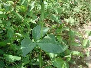 玉米地草长得比玉米还高,玉米地里比玉米贵100倍的草