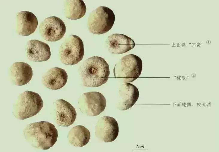 玉米地草长得比玉米还高,玉米地里比玉米贵100倍的草