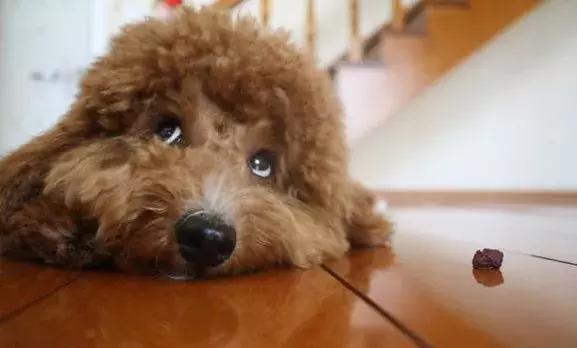 毛孩子挑食厌食怎么办,毛孩子挑食厌食