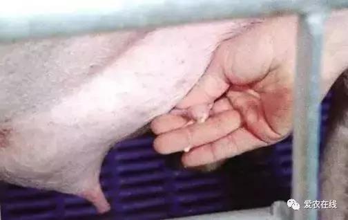 「爱猪百科」猪场效益点：母猪乳房炎防护治疗详解