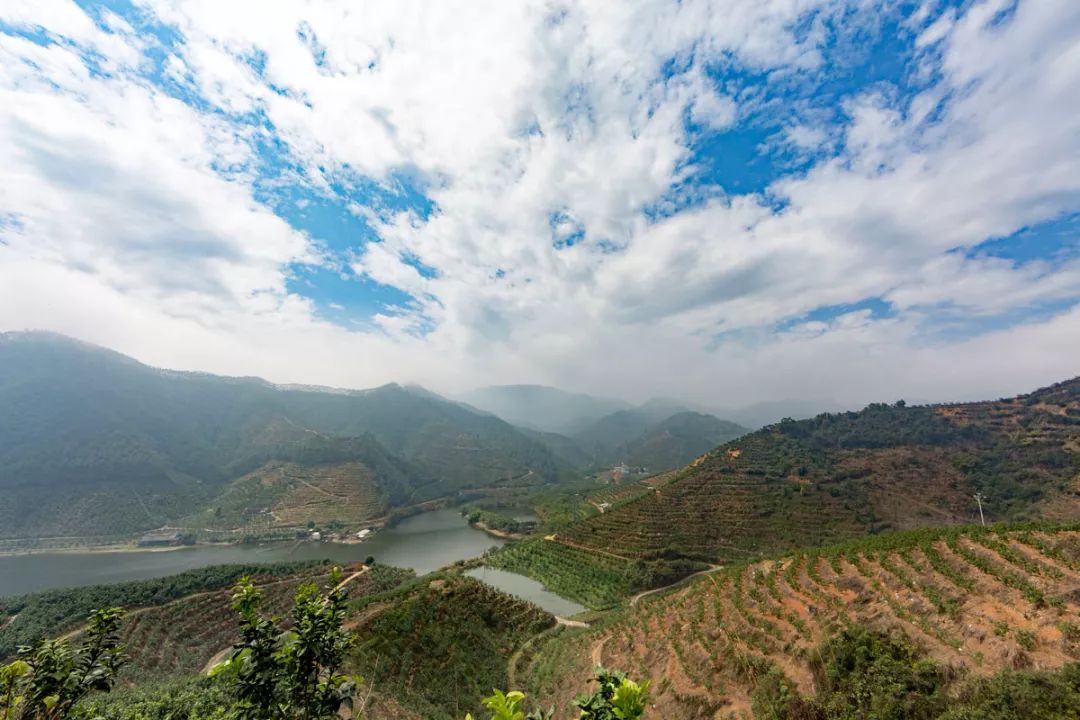 抖音直播、无人机施肥、局长站台，看90后新农人怎样玩转家乡蜜柚