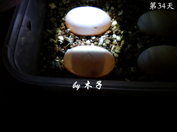 草龟繁殖经验分享孵蛋40天破壳,草龟养殖日记从幼苗开始