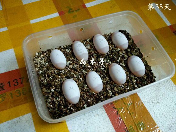 草龟繁殖经验分享孵蛋40天破壳,草龟养殖日记从幼苗开始