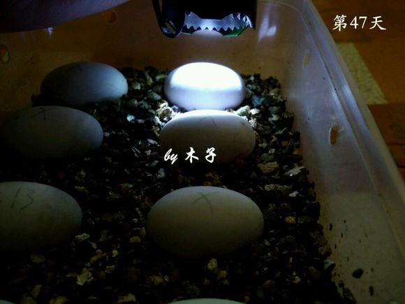 草龟繁殖经验分享孵蛋40天破壳,草龟养殖日记从幼苗开始