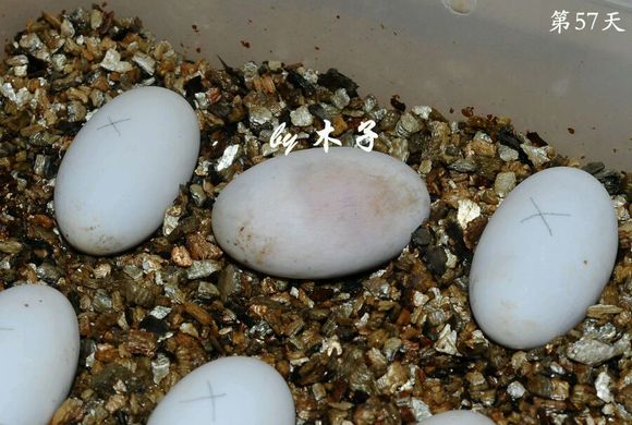 草龟繁殖经验分享孵蛋40天破壳,草龟养殖日记从幼苗开始