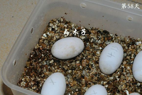 草龟繁殖经验分享孵蛋40天破壳,草龟养殖日记从幼苗开始