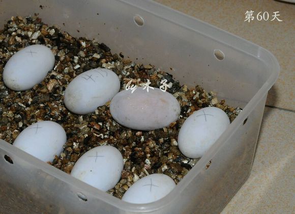 草龟繁殖经验分享孵蛋40天破壳,草龟养殖日记从幼苗开始