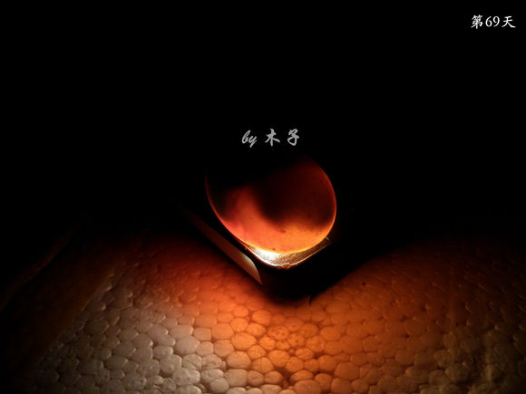 草龟繁殖经验分享孵蛋40天破壳,草龟养殖日记从幼苗开始