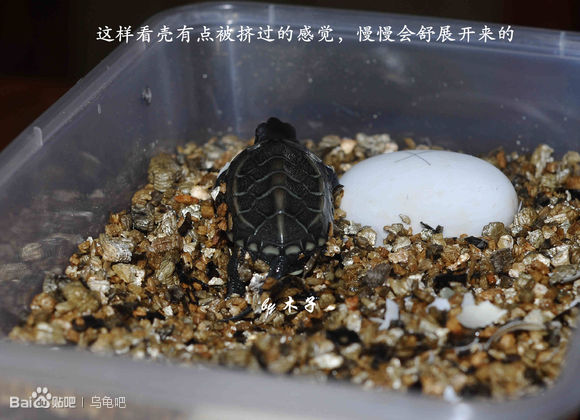 自己养的草龟怎么孵化草龟蛋,自家养的草龟如何产蛋