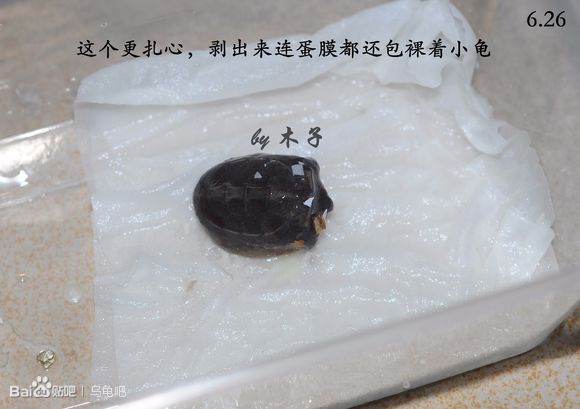 自己养的草龟怎么孵化草龟蛋,自家养的草龟如何产蛋