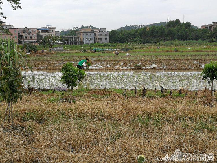 故人具鸡黍邀我至田家邀的意思,故人具鸡黍邀我至田家什么意思