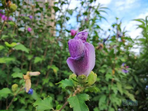 两千年前的荣耀8x评测,荣耀8x评测优缺点