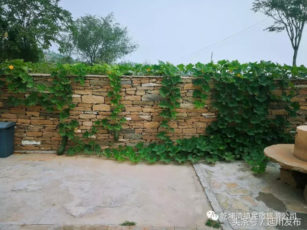 九月的碾畔民宿，红枣与你邂逅