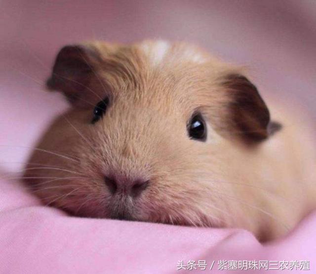 荷兰猪怎么养殖收益快,紫塞明珠种植视频