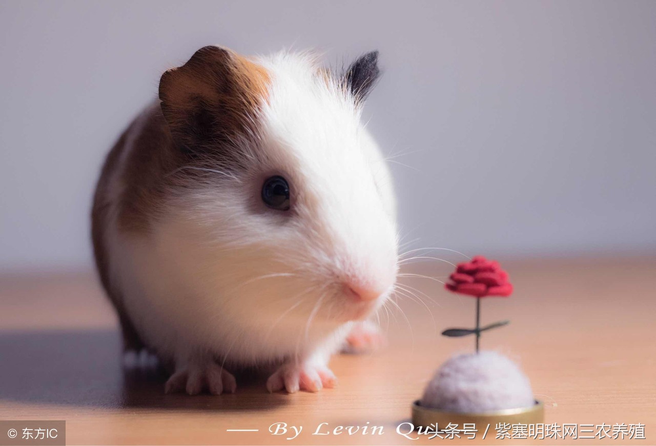 荷兰猪怎么养殖收益快,紫塞明珠种植视频