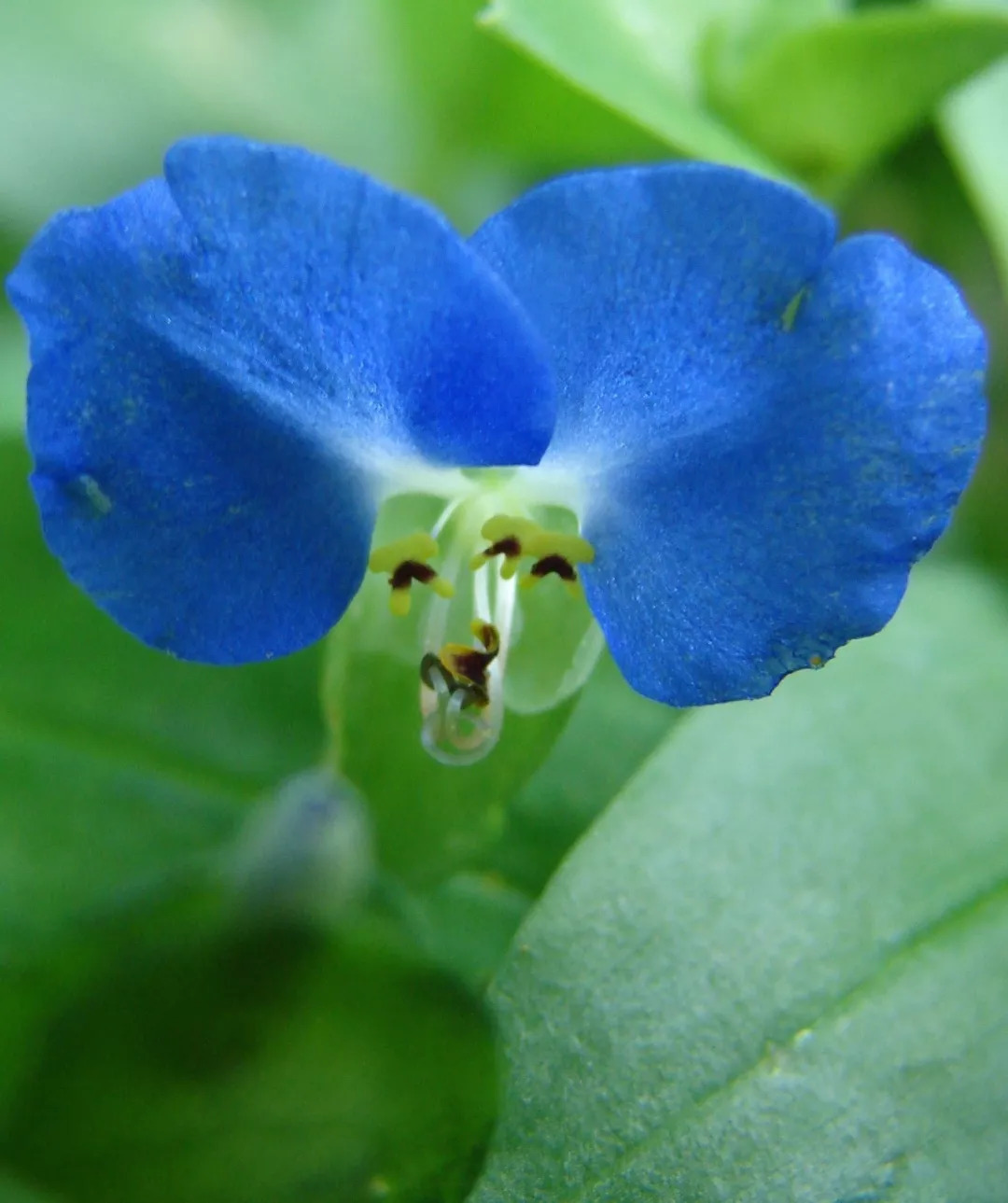 鸭跖草图片有多少种颜色,鸭跖草植物大图