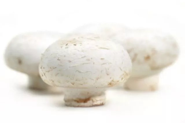 口蘑的产地在哪里,口蘑是不是中国美味蘑菇