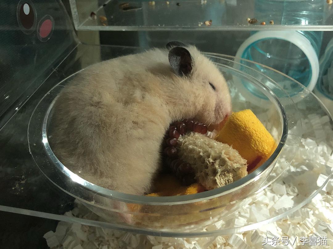 金丝熊仓鼠饲养注意事项,仓鼠金丝熊怎么饲养