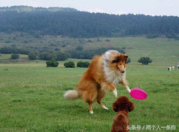 六个苏格兰牧羊犬的优缺点，了解后你也可以拥有一支灵犬莱西