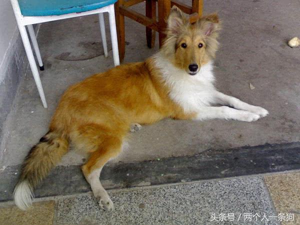 六个苏格兰牧羊犬的优缺点，了解后你也可以拥有一支灵犬莱西