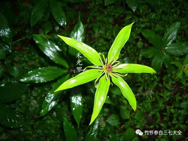 冷背中药材名录大全,冷背中药材批发大全