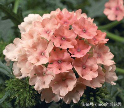 美女樱认不得？只怪它衣服太多