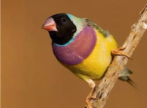 养鸟新手养什么动物,什么观赏鸟最好养