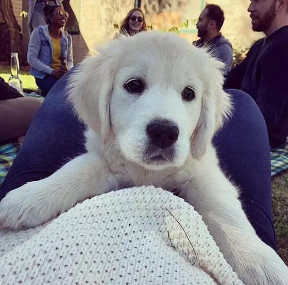 十岁的金毛需要注意什么,金毛几种行为说明真正懂事