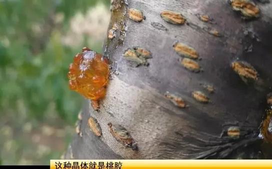 六安：桃树树干上结了很多这样的东西，究竟是啥？能吃还能美容？