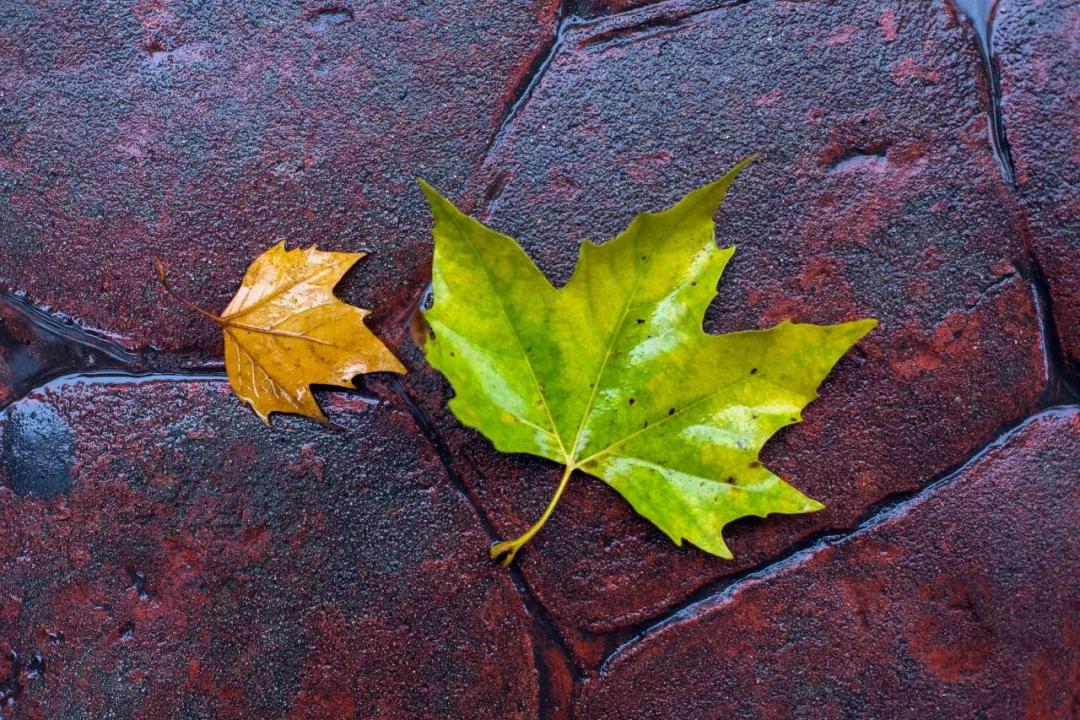 春华秋实描写秋天的成语,关于春夏秋冬的十个成语