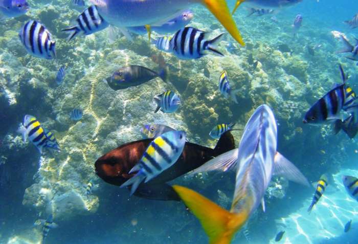 海洋最多下潜多少米,人类已探知的海洋深度有多深