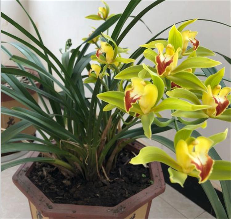 兰花叶子干枯不长怎么办,盆栽茶花叶子尖干枯怎么办