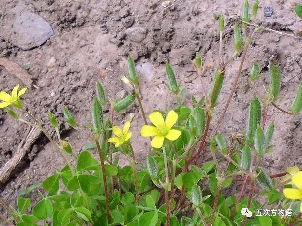 紫色酸浆草有什么功效与作用,农村地里酸浆草有什么功效