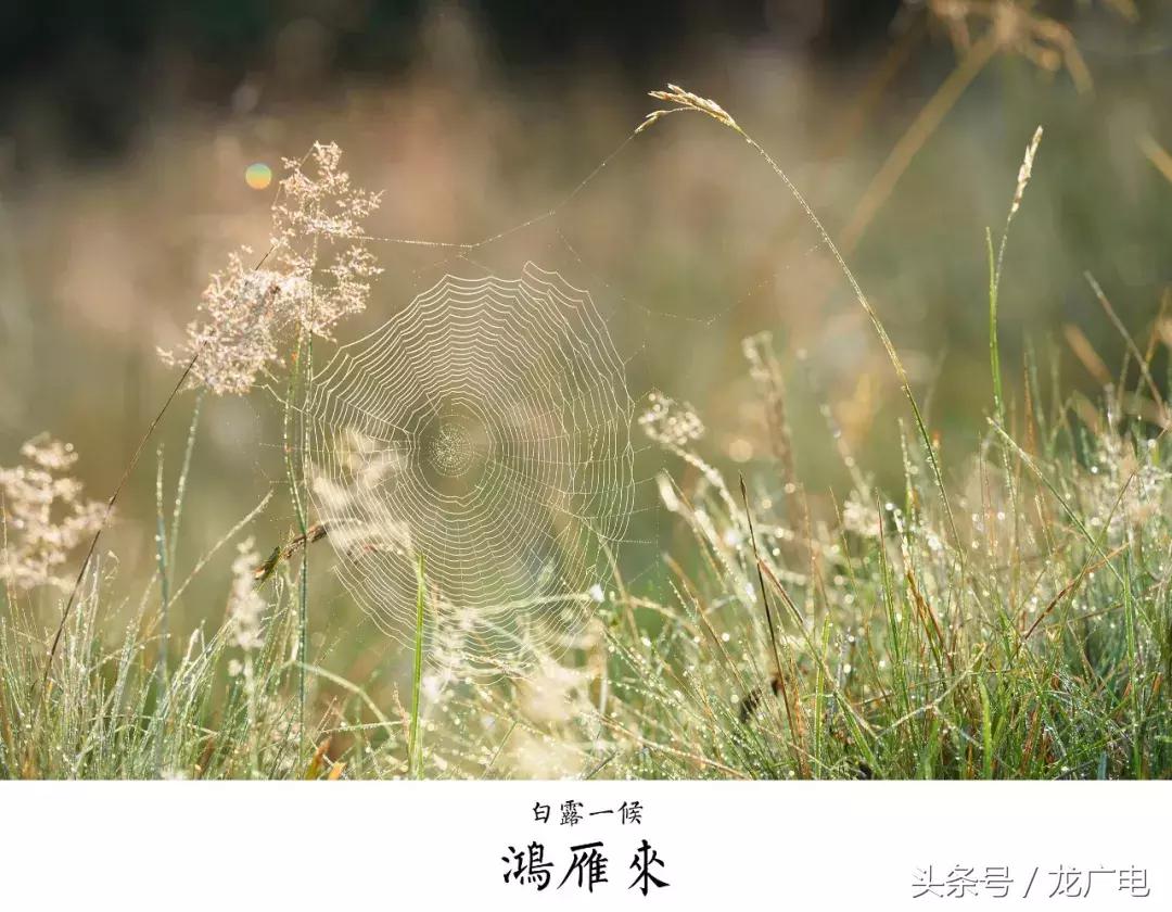 今天白露喝什么汤好,今天白露吃什么饭好呢