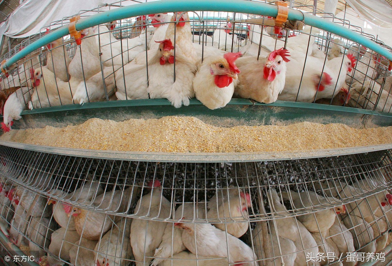 家禽癌症,家禽癌细胞炖汤能杀死不