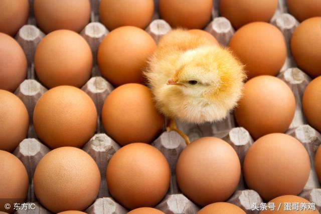 家禽癌症,家禽癌细胞炖汤能杀死不