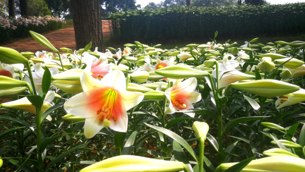 石象湖郁金香门票,石象湖百合花景点
