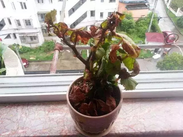 花肥过多了怎么补救,花肥用多了怎么补救