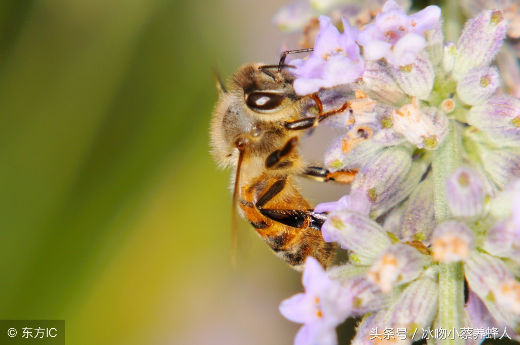 蜜蜂确实具有与生俱来的能力吗,蜜蜂的眼睛为什么那么大