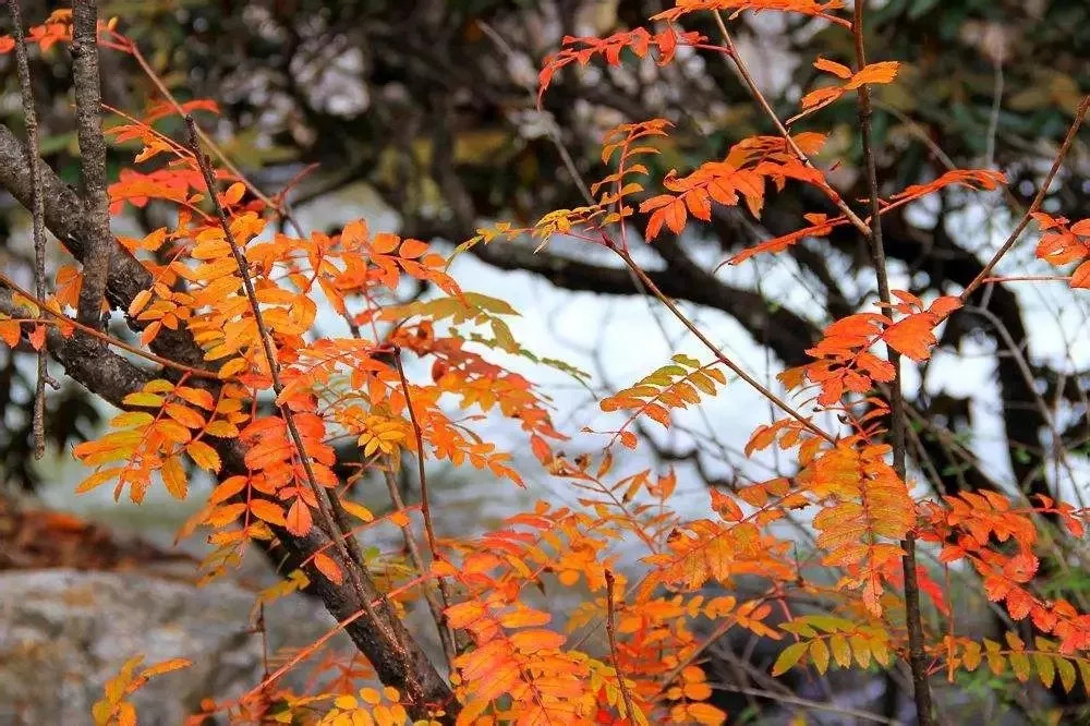 「教师节」木格措免门票，观光车5折、游船票5折！