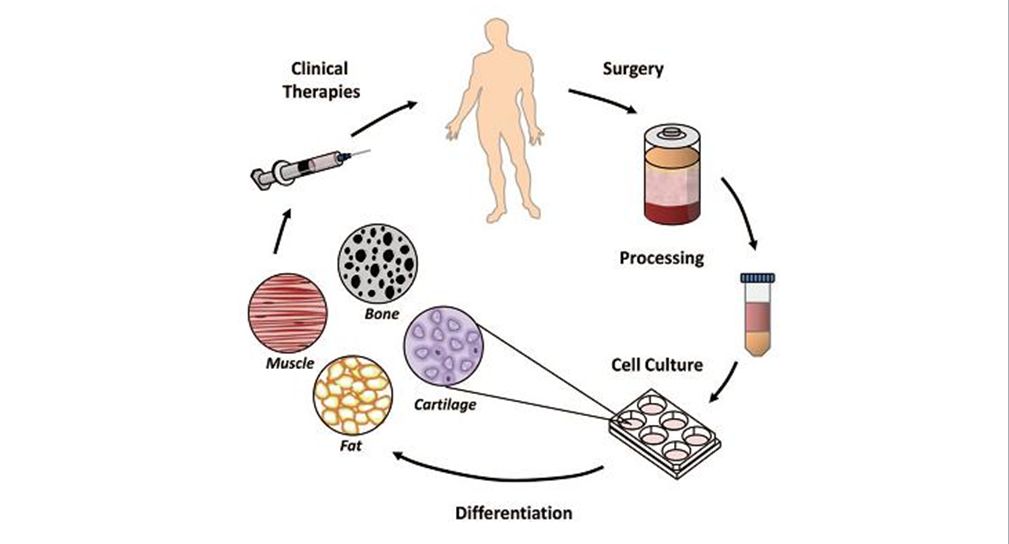 科普关于干细胞你应该知道什么,科普造血干细胞移植过程视频