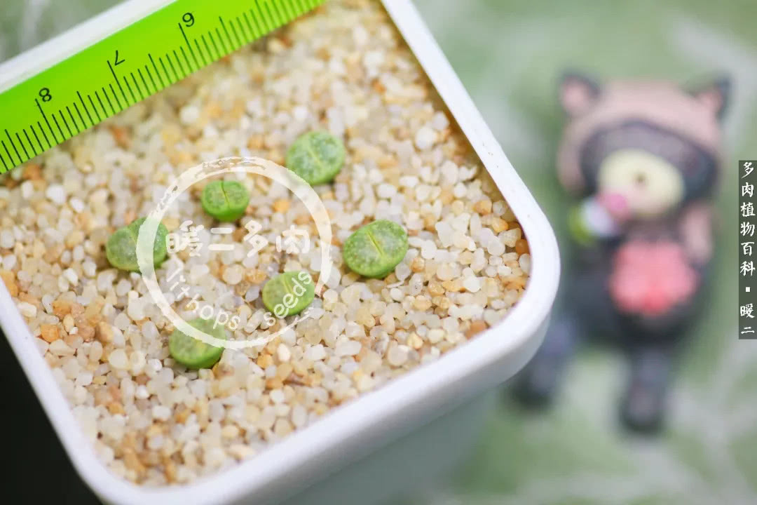 生石花播种后如何养护,生石花养护注意事项