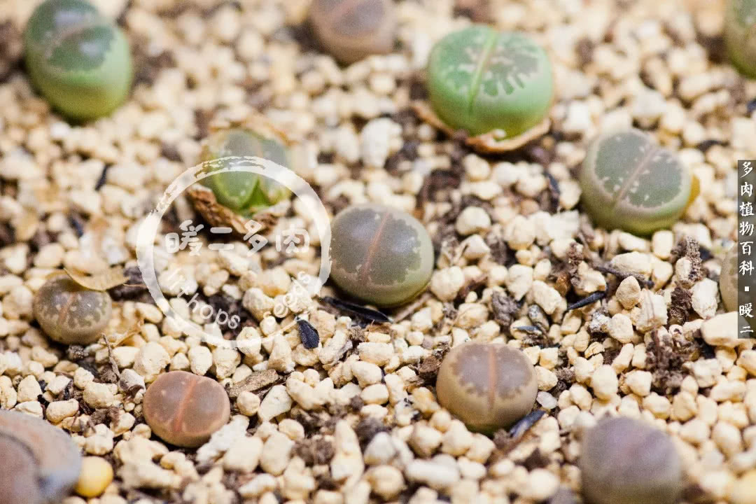 生石花播种后如何养护,生石花养护注意事项