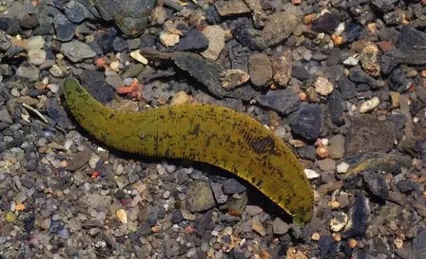 稻田里面的蚂蟥爬到脚上去了,稻田被水蛭咬了怎么处理