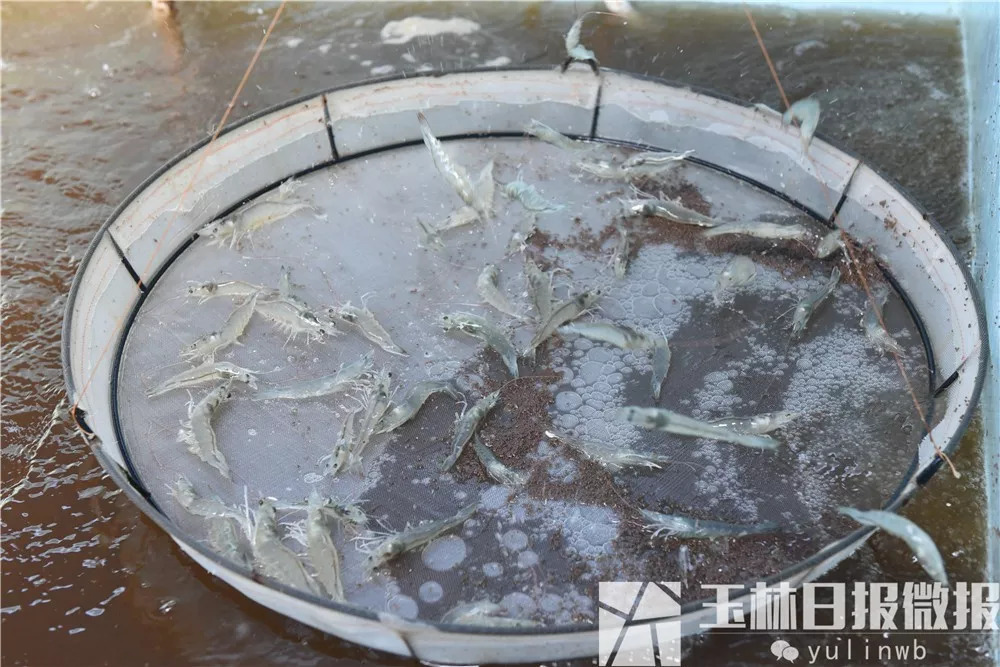 2021农村养殖致富项目,农村致富养虾