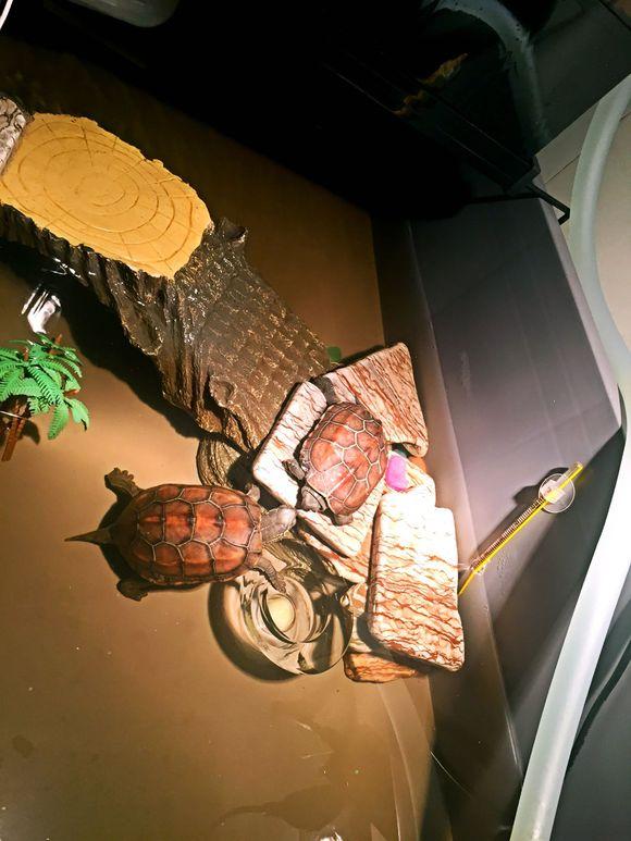 「龟友记录」萌妹子养龟全纪录（第一部）